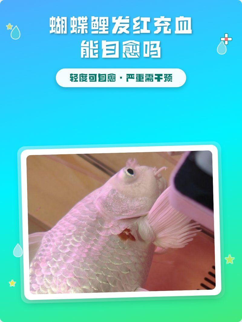 蝴蝶鯉魚鱗充血會自愈嗎，寵物飲食顧問,蝴蝶鯉魚鱗充血怎么辦