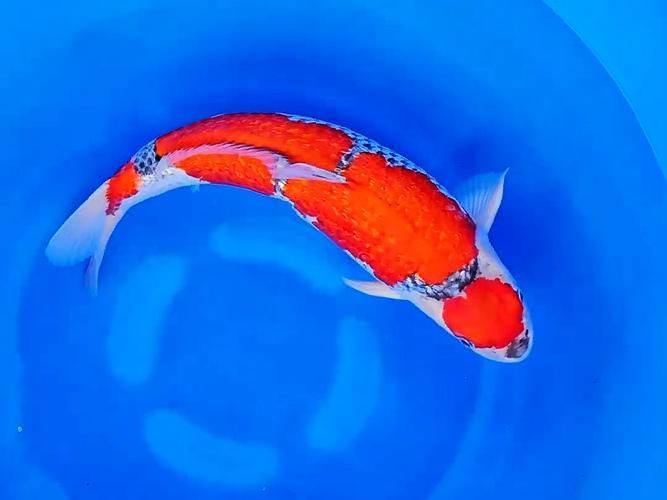貴定龍魚的最佳混養(yǎng)溫度是多少？，貴定龍魚混養(yǎng)溫控操作指南