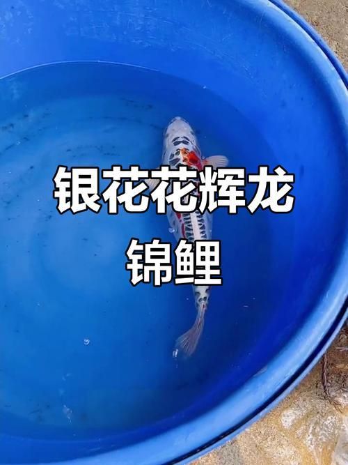 貴定龍魚的最佳混養(yǎng)溫度是多少？，貴定龍魚混養(yǎng)溫控操作指南