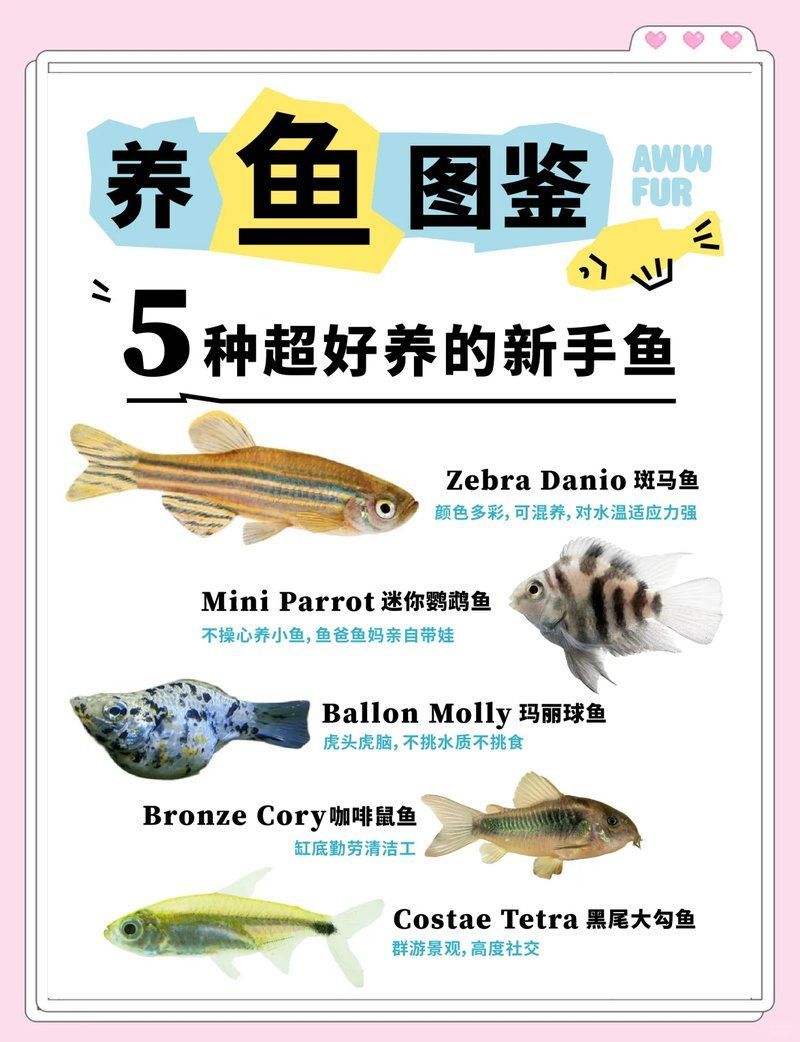 能再推薦幾種適合新手的魚嗎，養魚新手適合養什么魚？ 能再推薦幾種適合新手的魚嗎，養魚新手適合養什么魚？ 龍魚百科 第1張