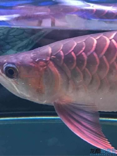 給我一些預(yù)防龍魚魚鰭充血的圖片，如何判斷龍魚是否貧血，