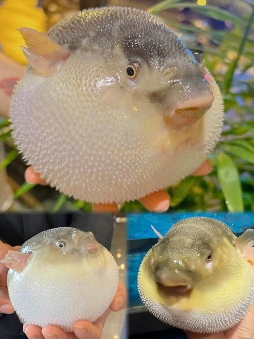 如何區分河豚和小龍魚？，河豚與小龍魚的區別