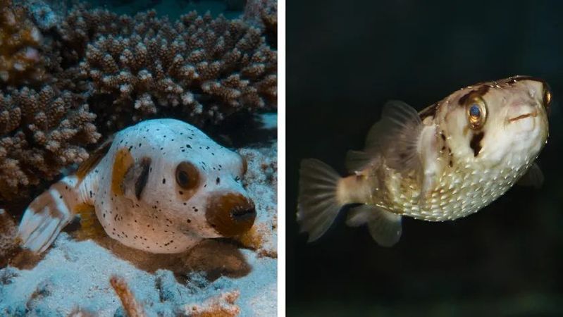 如何區分河豚和小龍魚？，河豚與小龍魚的區別