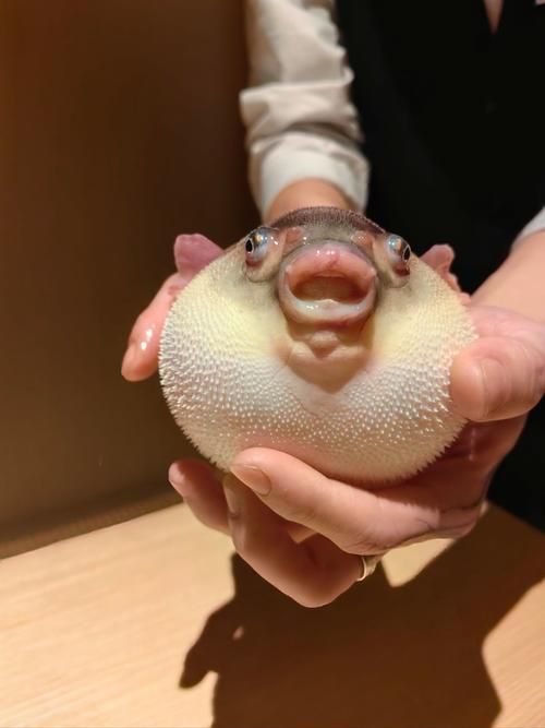 如何區分河豚和小龍魚？，河豚與小龍魚的區別