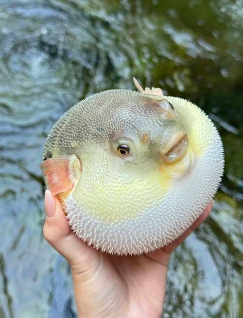如何區分河豚和小龍魚？，河豚與小龍魚的區別