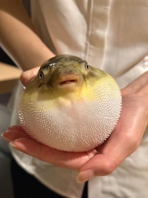 如何區分河豚和小龍魚？，河豚與小龍魚的區別