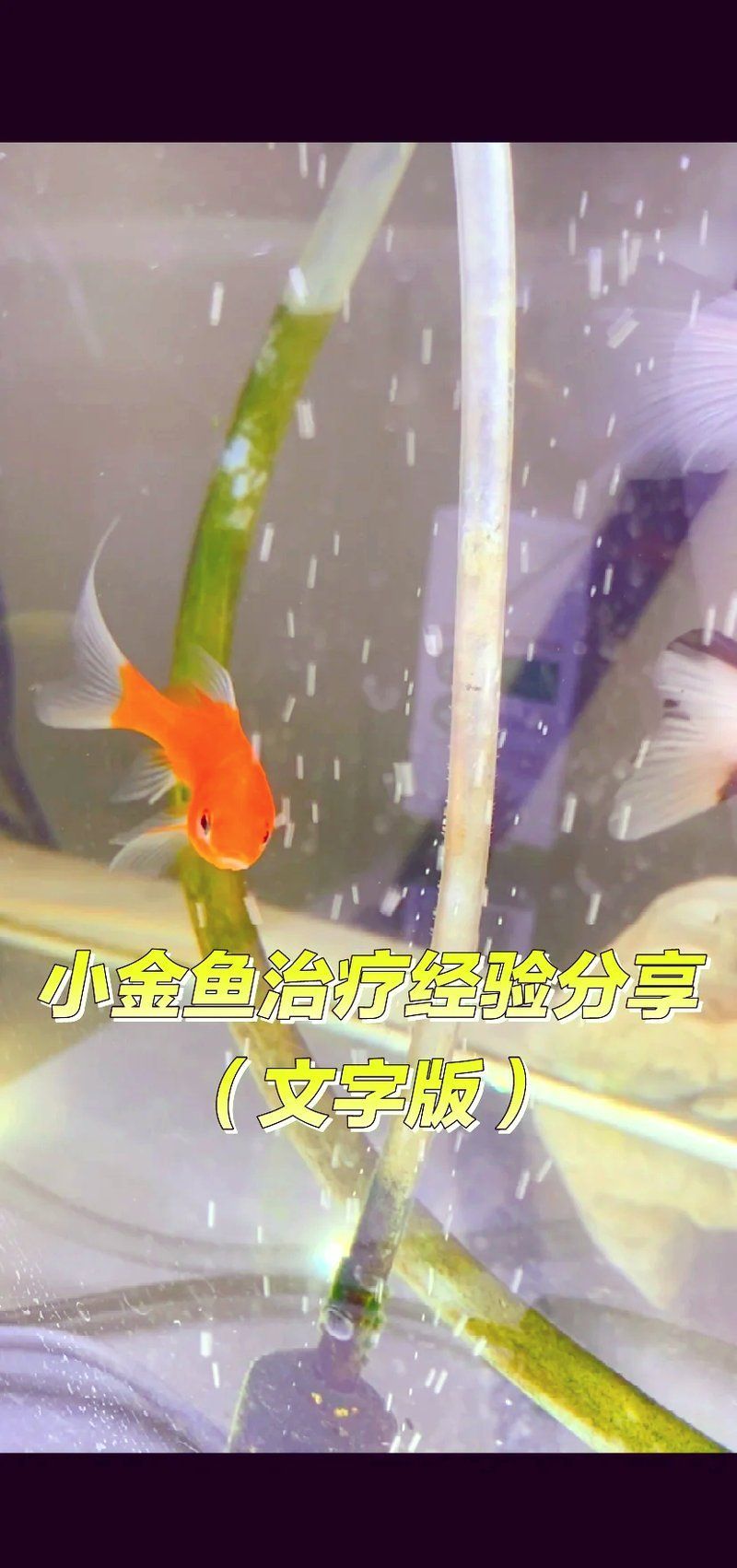 有哪些方法可以增強金魚免疫力，如何增強金魚免疫力