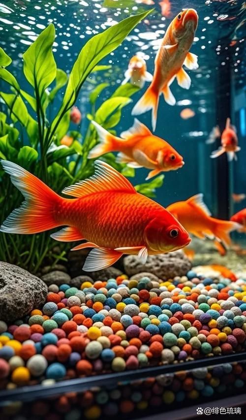 有哪些方法可以增強金魚免疫力，如何增強金魚免疫力