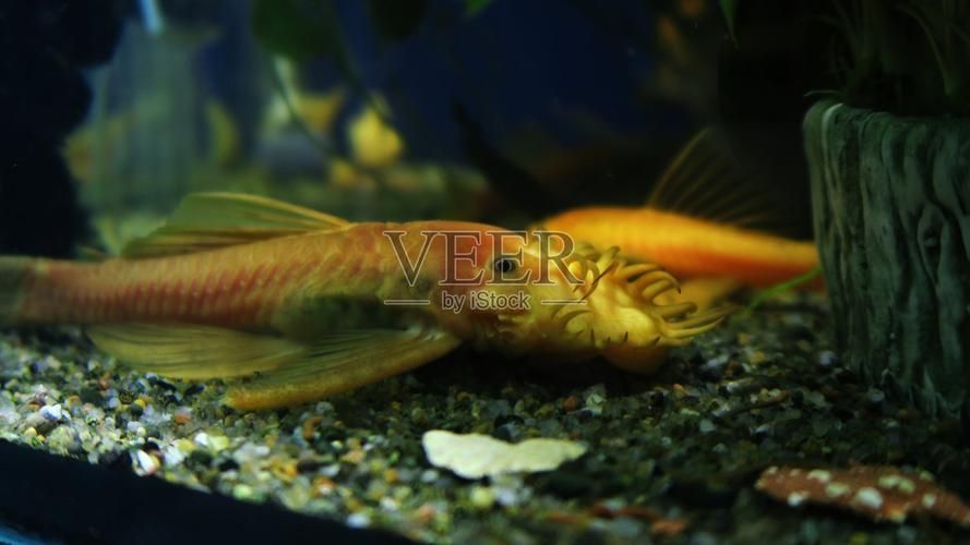 有哪些方法可以增強金魚免疫力，如何增強金魚免疫力