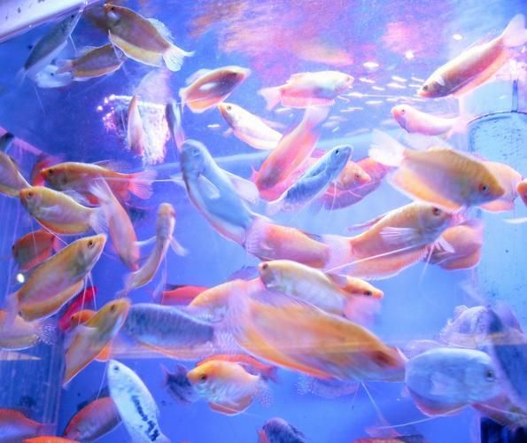有哪些方法可以增強金魚免疫力，如何增強金魚免疫力