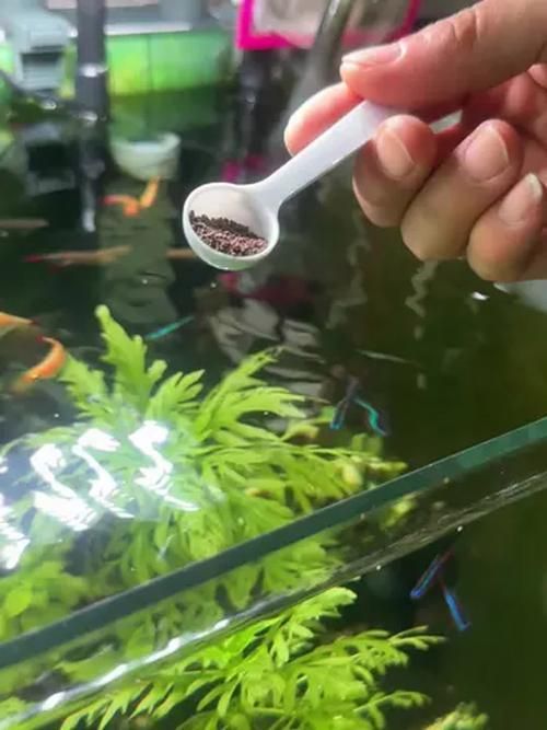 有哪些方法可以增強金魚免疫力，如何增強金魚免疫力