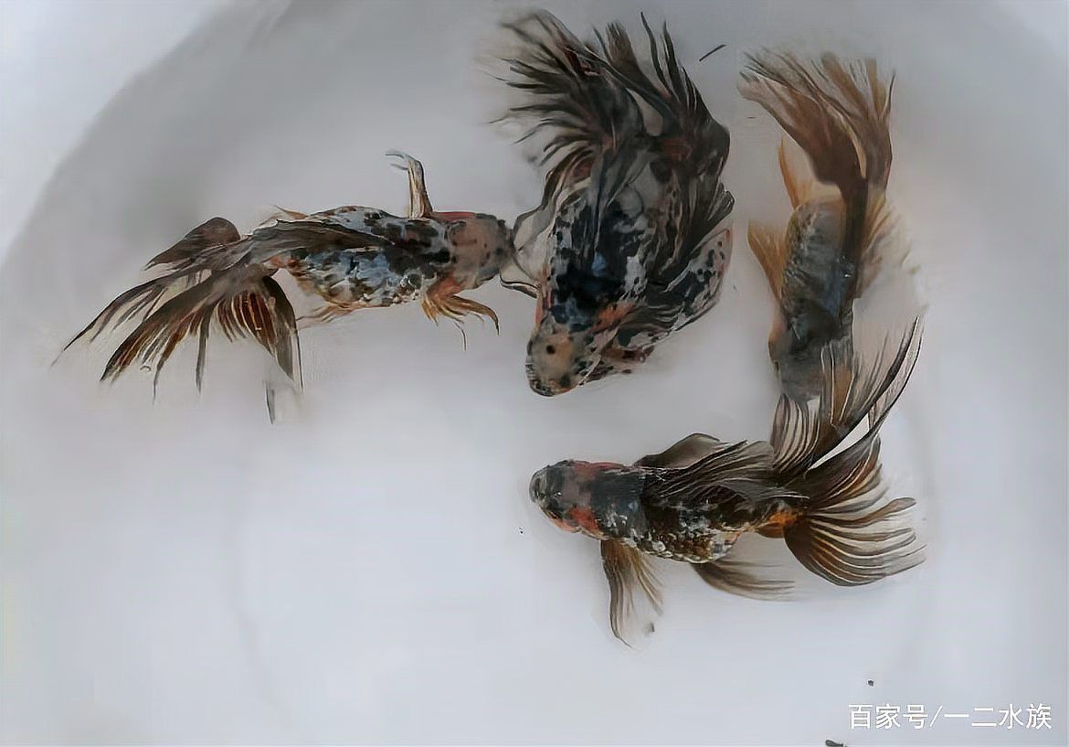 有哪些方法可以增強金魚免疫力，如何增強金魚免疫力