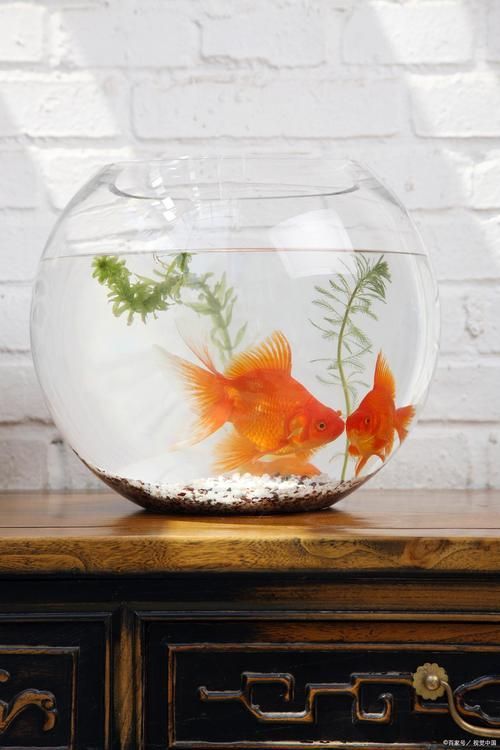 有哪些方法可以增強金魚免疫力，如何增強金魚免疫力