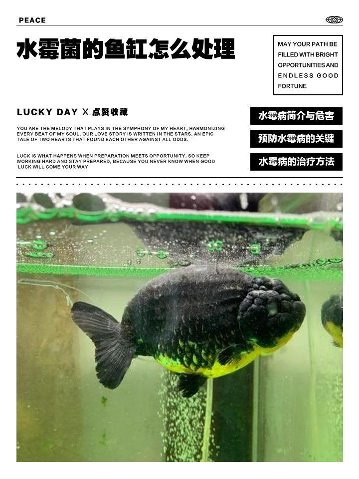 龍魚水霉病最好的治療方法，如何判斷龍魚是否感染水霉病