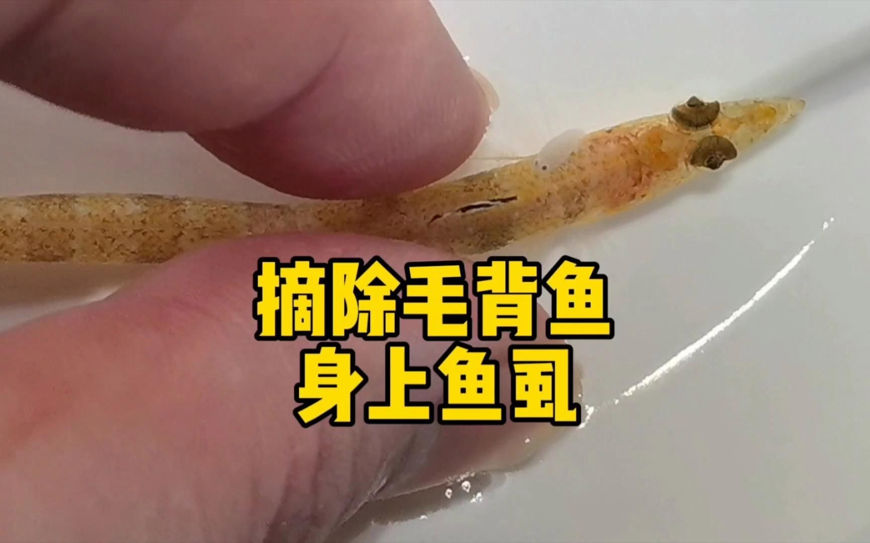 哪種藥物治療魚虱子最有效，治療魚虱子的方法 哪種藥物治療魚虱子最有效，治療魚虱子的方法 龍魚百科 第2張