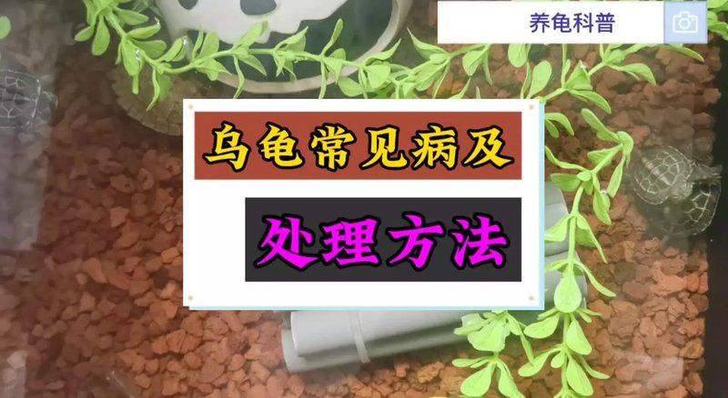 給我推薦一些龍龜保養產品，關于龍龜的保養