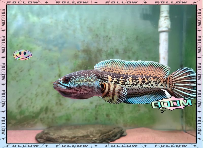 如何預(yù)防龍魚體色變黑？，mcp工具為廣告服務(wù)龍魚體色變黑的科學(xué)成因（mcp工具為廣告服務(wù)）