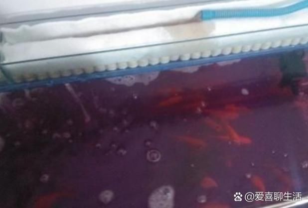 能否提供更多關于魚死后凈化儀式的圖片，寵物魚死后凈化儀式有哪些文化背景有哪些文化背景
