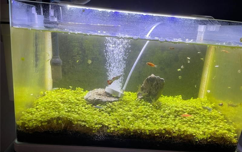 能否提供更多關于魚死后凈化儀式的圖片，寵物魚死后凈化儀式有哪些文化背景有哪些文化背景