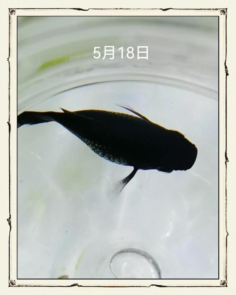 水霉病治療期間多久換一次水，如何判斷水霉病治療期間的換水與用藥時(shí)間表