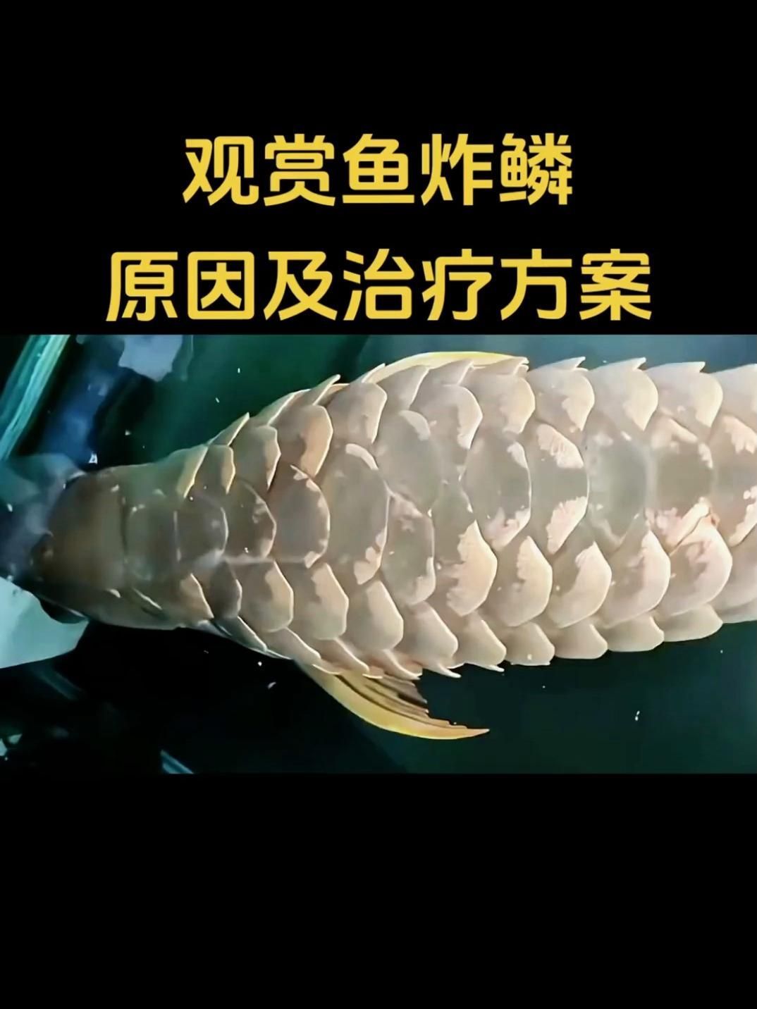 炸鱗病的潛伏期是多久，觀賞魚得炸鱗病怎么辦