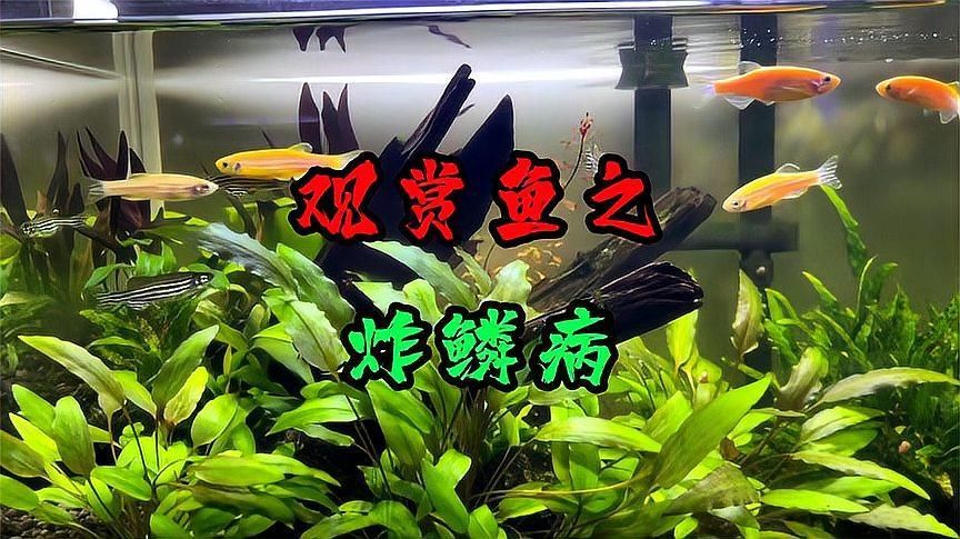 炸鱗病的潛伏期是多久，觀賞魚得炸鱗病怎么辦