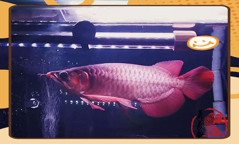 龍魚眼睛凸起圖片，凸眼龍的眼睛凸起是一種自然進(jìn)化的結(jié)果，龍魚眼睛凸起能自愈嗎