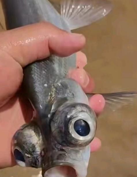 龍魚眼睛凸起圖片，凸眼龍的眼睛凸起是一種自然進(jìn)化的結(jié)果，龍魚眼睛凸起能自愈嗎