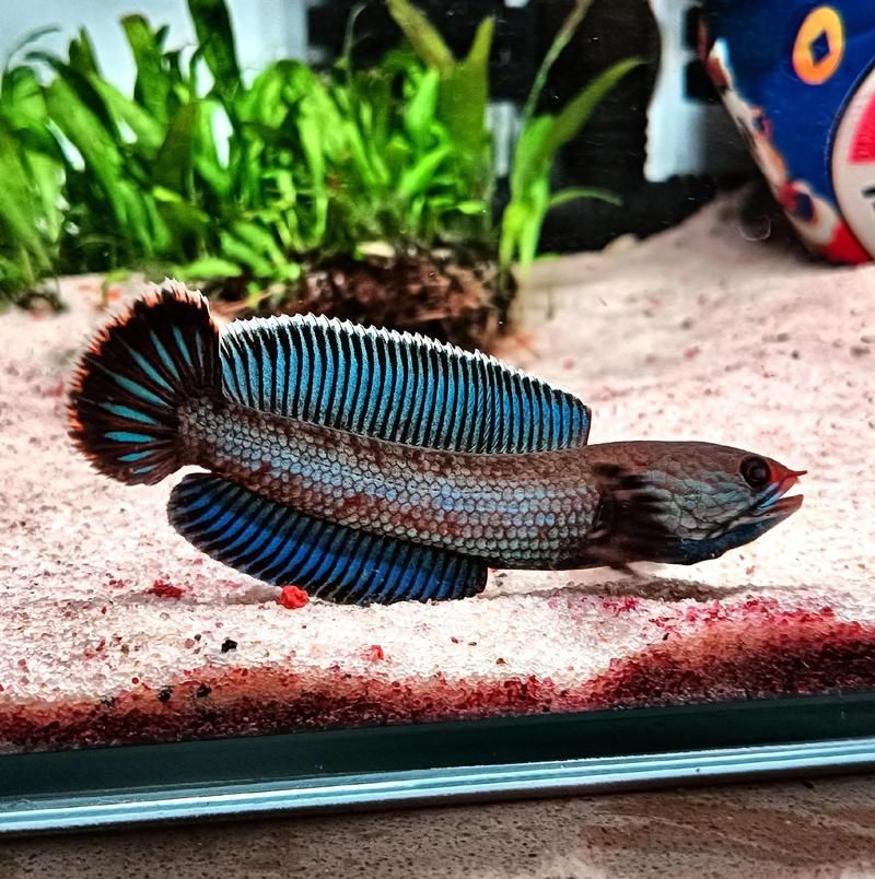給我一些關于雷龍魚的照片，雷龍魚有哪些品種，給我一些雷龍魚的飼養教程