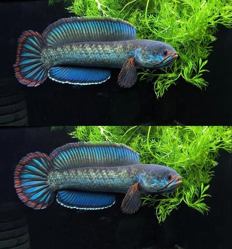給我一些關于雷龍魚的照片，雷龍魚有哪些品種，給我一些雷龍魚的飼養教程