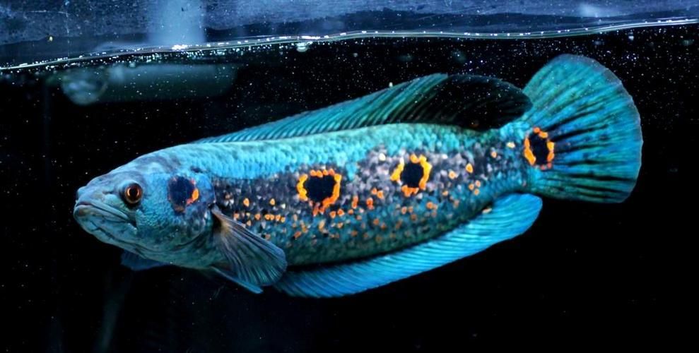 給我一些關于雷龍魚的照片，雷龍魚有哪些品種，給我一些雷龍魚的飼養教程