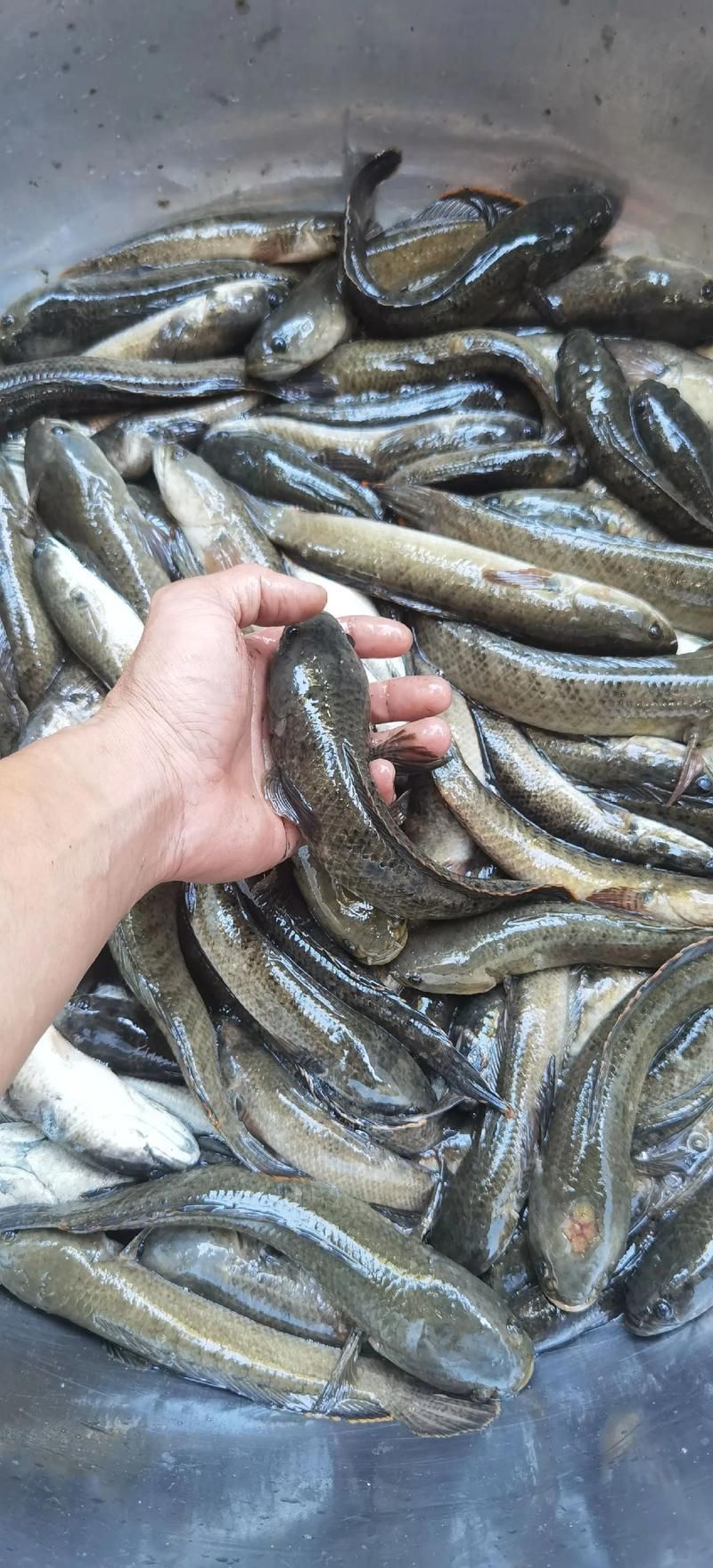 給我一些關于雷龍魚的照片，雷龍魚有哪些品種，給我一些雷龍魚的飼養教程
