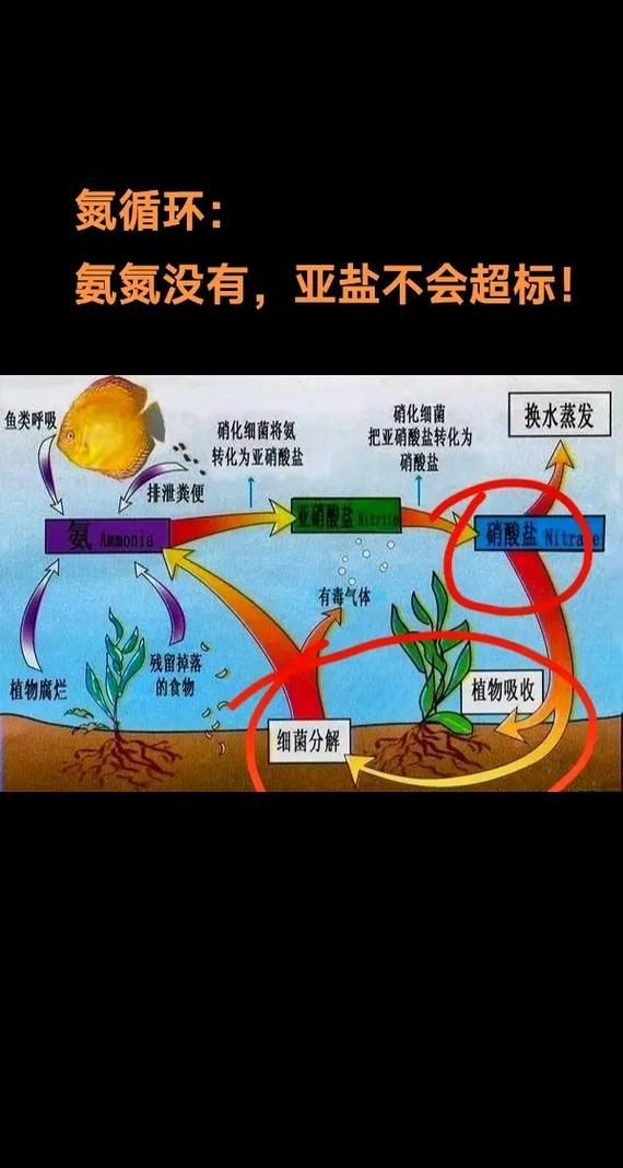 魚(yú)缸益生菌多久使用一次，關(guān)于魚(yú)缸益生菌使用頻率的問(wèn)題