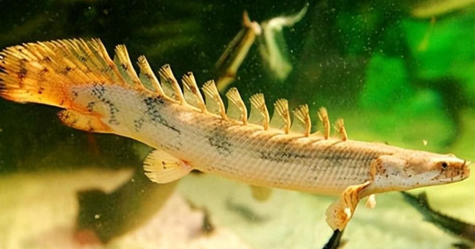 如何判斷杰西卡恐龍魚是否健康？，“杰西卡恐龍魚（jessicadinosaurfish）是否健康