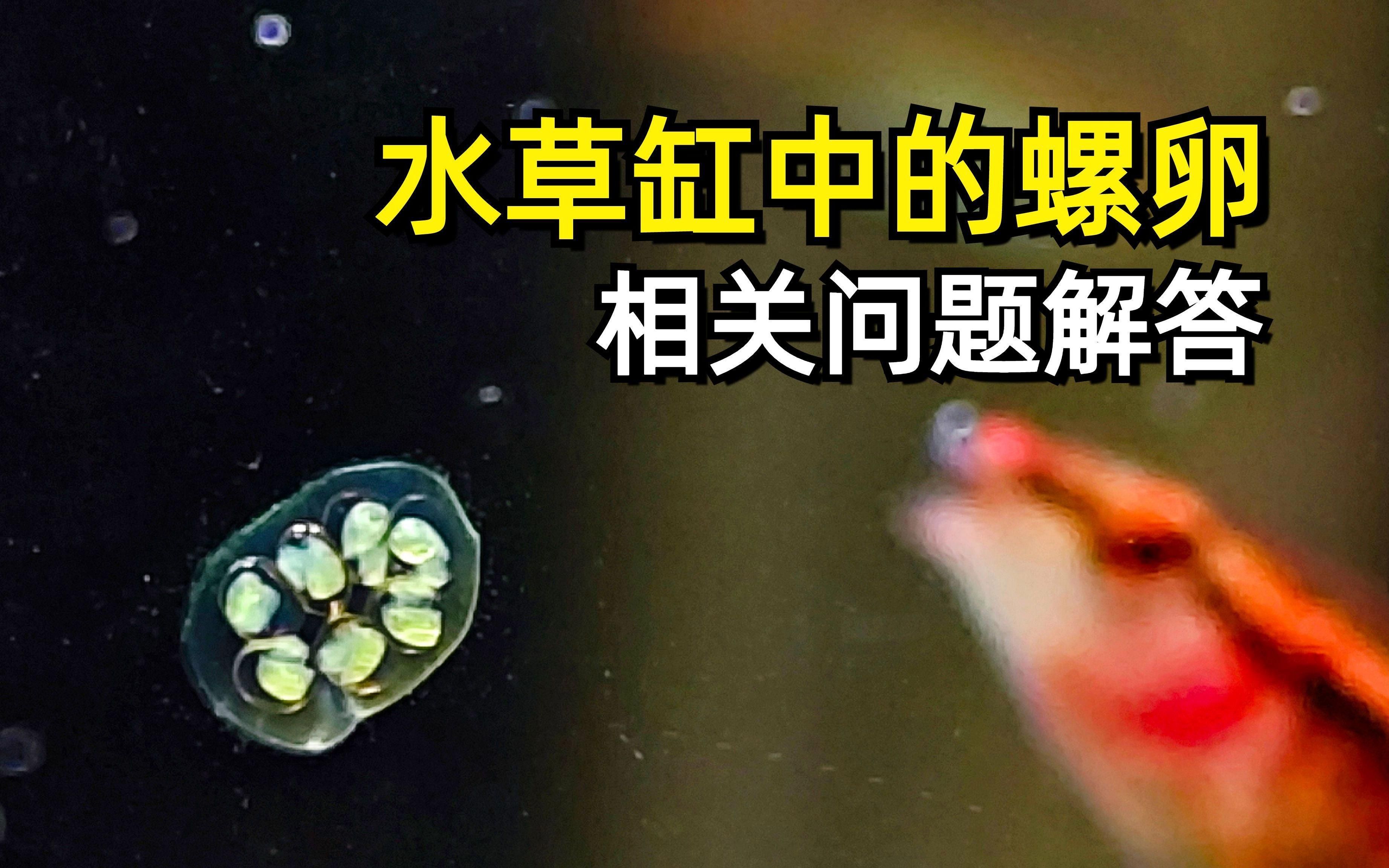 如何判斷魚是否吃螺卵，防止魚吃螺卵的方法有哪些