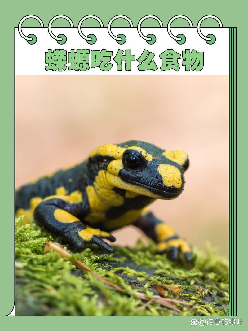 有哪些食物適合小火龍蠑螈，小火龍蠑螈吃什么