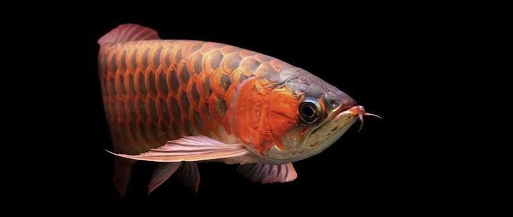 如何在任丘購買到正宗的龍魚？，任丘購買正宗龍魚的六大生理特征判斷品相：如何辨真偽