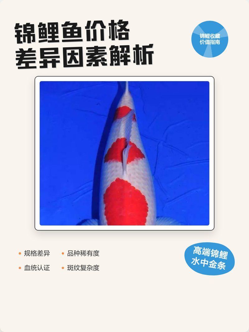 哪些品種的50厘米魚比較貴，50厘米錦鯉的市場價格