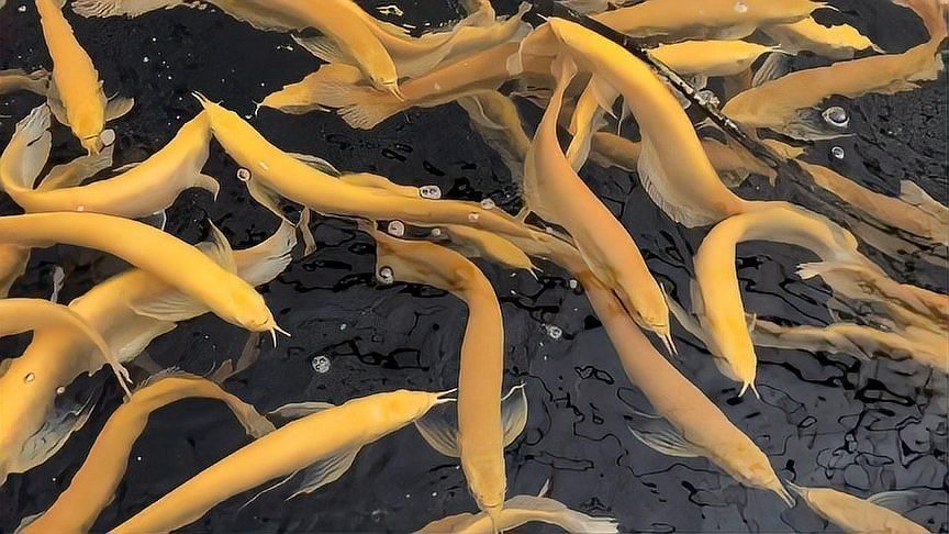 七彩龍魚和銀龍的區別，七彩龍魚和銀龍魚哪個更受歡迎七彩龍魚和銀龍魚哪個更受歡迎