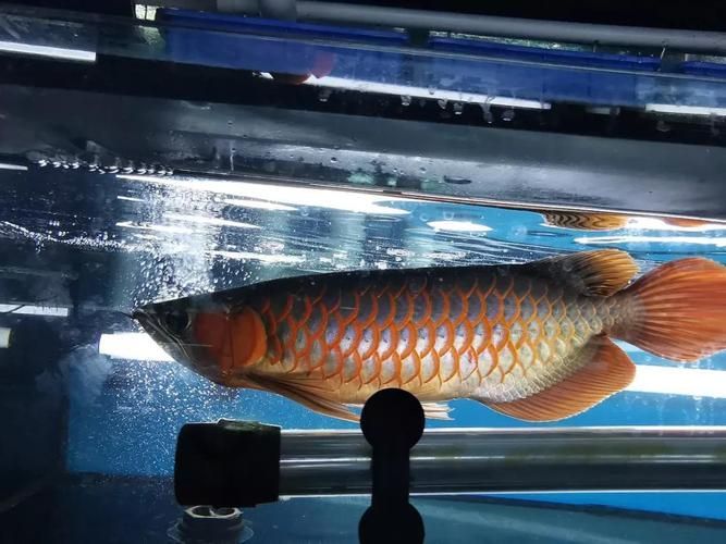 如何預防龍魚鰓蓋爛，高價值觀賞魚養殖/觀賞魚養殖中最致命的疾病之一 如何預防龍魚鰓蓋爛，高價值觀賞魚養殖/觀賞魚養殖中最致命的疾病之一 龍魚百科 第8張