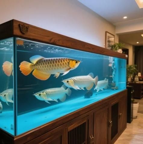 如何預防龍魚鰓蓋爛，高價值觀賞魚養殖/觀賞魚養殖中最致命的疾病之一 如何預防龍魚鰓蓋爛，高價值觀賞魚養殖/觀賞魚養殖中最致命的疾病之一 龍魚百科 第7張