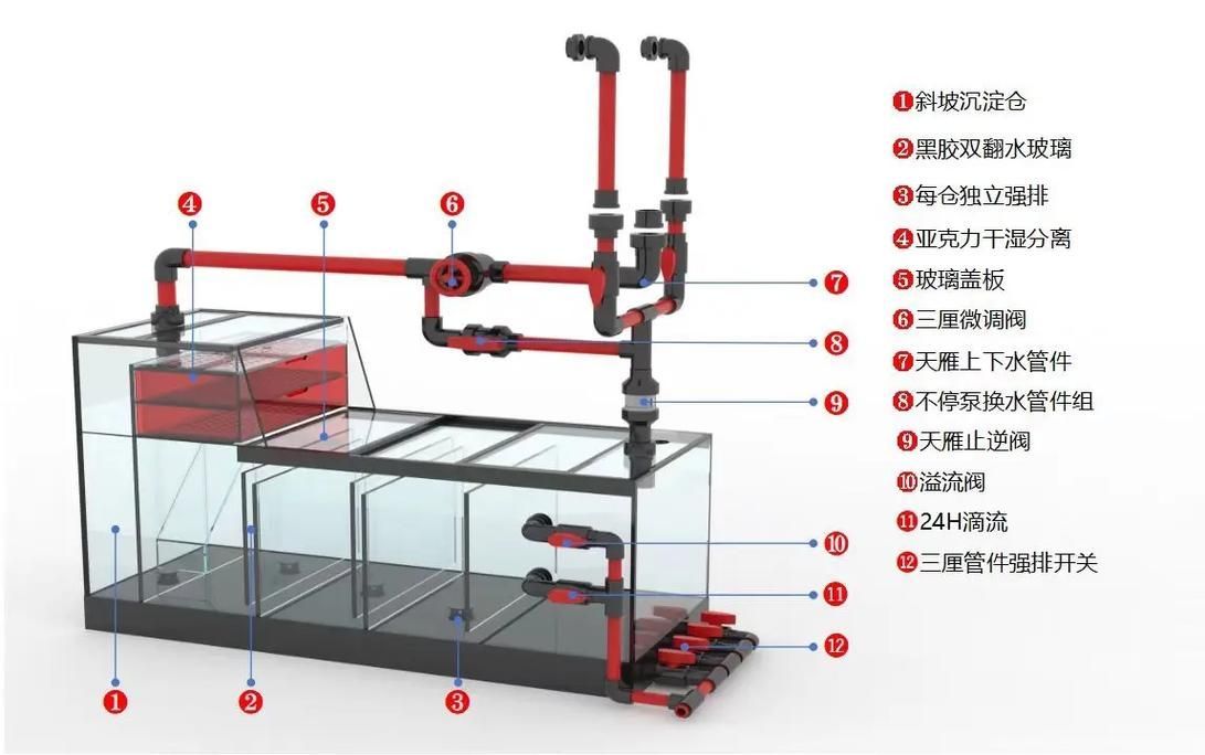 如何預防龍魚鰓蓋爛，高價值觀賞魚養殖/觀賞魚養殖中最致命的疾病之一 如何預防龍魚鰓蓋爛，高價值觀賞魚養殖/觀賞魚養殖中最致命的疾病之一 龍魚百科 第6張