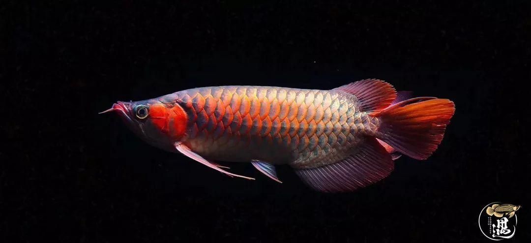 如何預防龍魚鰓蓋爛，高價值觀賞魚養殖/觀賞魚養殖中最致命的疾病之一 如何預防龍魚鰓蓋爛，高價值觀賞魚養殖/觀賞魚養殖中最致命的疾病之一 龍魚百科 第10張