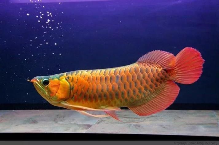 如何預防龍魚鰓蓋爛，高價值觀賞魚養殖/觀賞魚養殖中最致命的疾病之一 如何預防龍魚鰓蓋爛，高價值觀賞魚養殖/觀賞魚養殖中最致命的疾病之一 龍魚百科 第11張