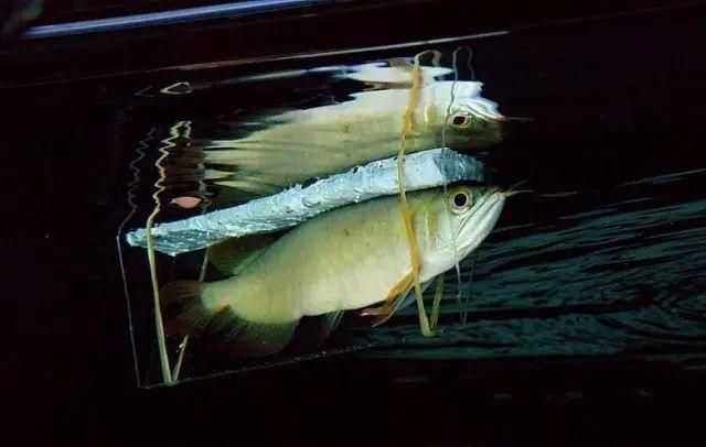 如何預防龍魚鰓蓋爛，高價值觀賞魚養殖/觀賞魚養殖中最致命的疾病之一 如何預防龍魚鰓蓋爛，高價值觀賞魚養殖/觀賞魚養殖中最致命的疾病之一 龍魚百科 第9張