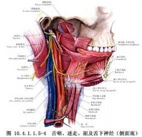 翻鰓手術(shù)風(fēng)險(xiǎn)大嗎，百度健康-去問診,