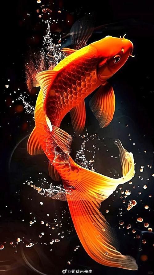 有哪些招財(cái)轉(zhuǎn)運(yùn)魚圖片推薦，招財(cái)轉(zhuǎn)運(yùn)圖片推薦