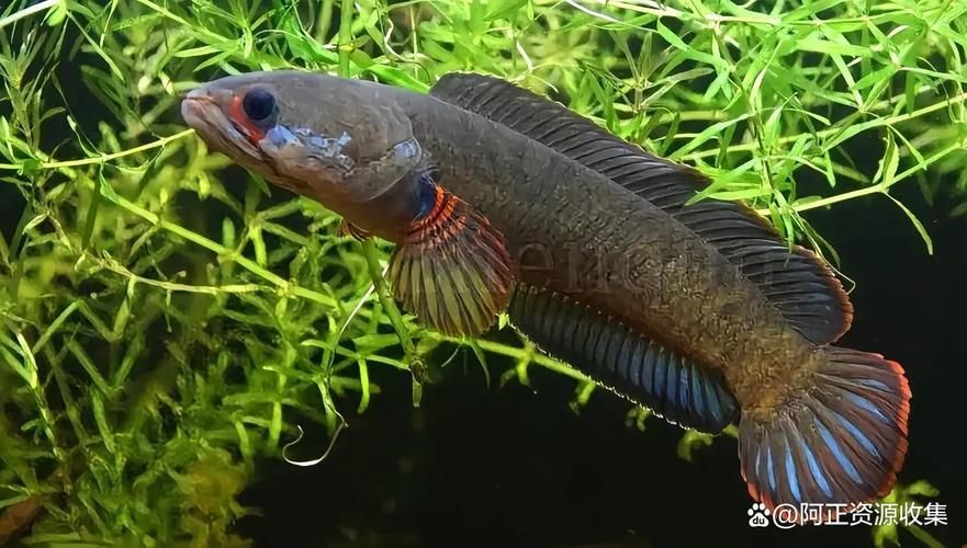 能否提供更多小龍魚品種的圖片，小龍魚品種中的小龍魚品種及其特征及其特征及其特征