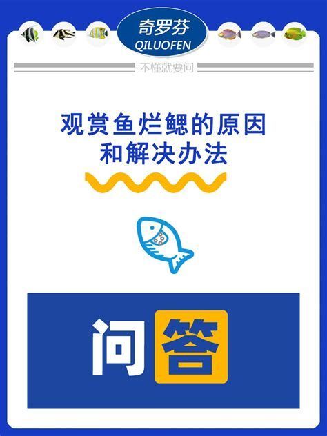 龍魚鰓蓋爛洞，關(guān)于龍魚鰓蓋爛洞的詳細(xì)解析