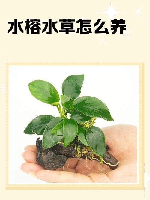 如何種植和養(yǎng)護這些水草，<strong><mark>西安</mark></strong>地區(qū)水草種植與養(yǎng)護常見觀賞水草品種與養(yǎng)護方案